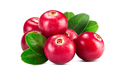 cranberry-extract