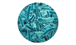 lactobacillus-acidophilus