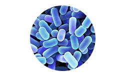 lactobacillus-plantarum