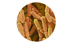 lactobacillus-rhamnosus